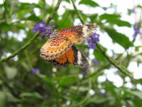 Ein Schmetterling, 2007
